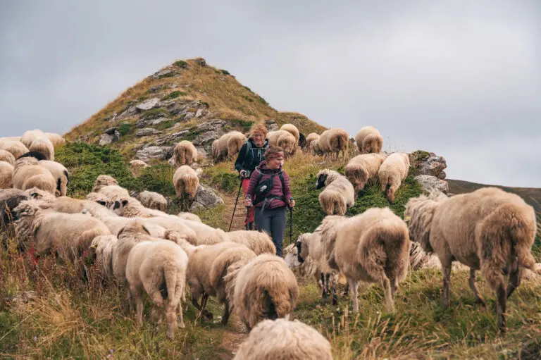 Troupeau de mouton dans les Balkans