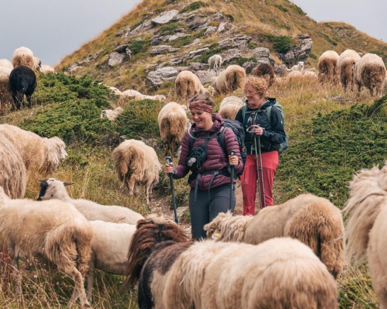 Marcheurs entre les moutons en Albanie valbona pass
