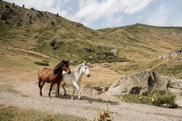 deux chevaux en Albanie pendant la randonnée - Balkan Trail de travelbase