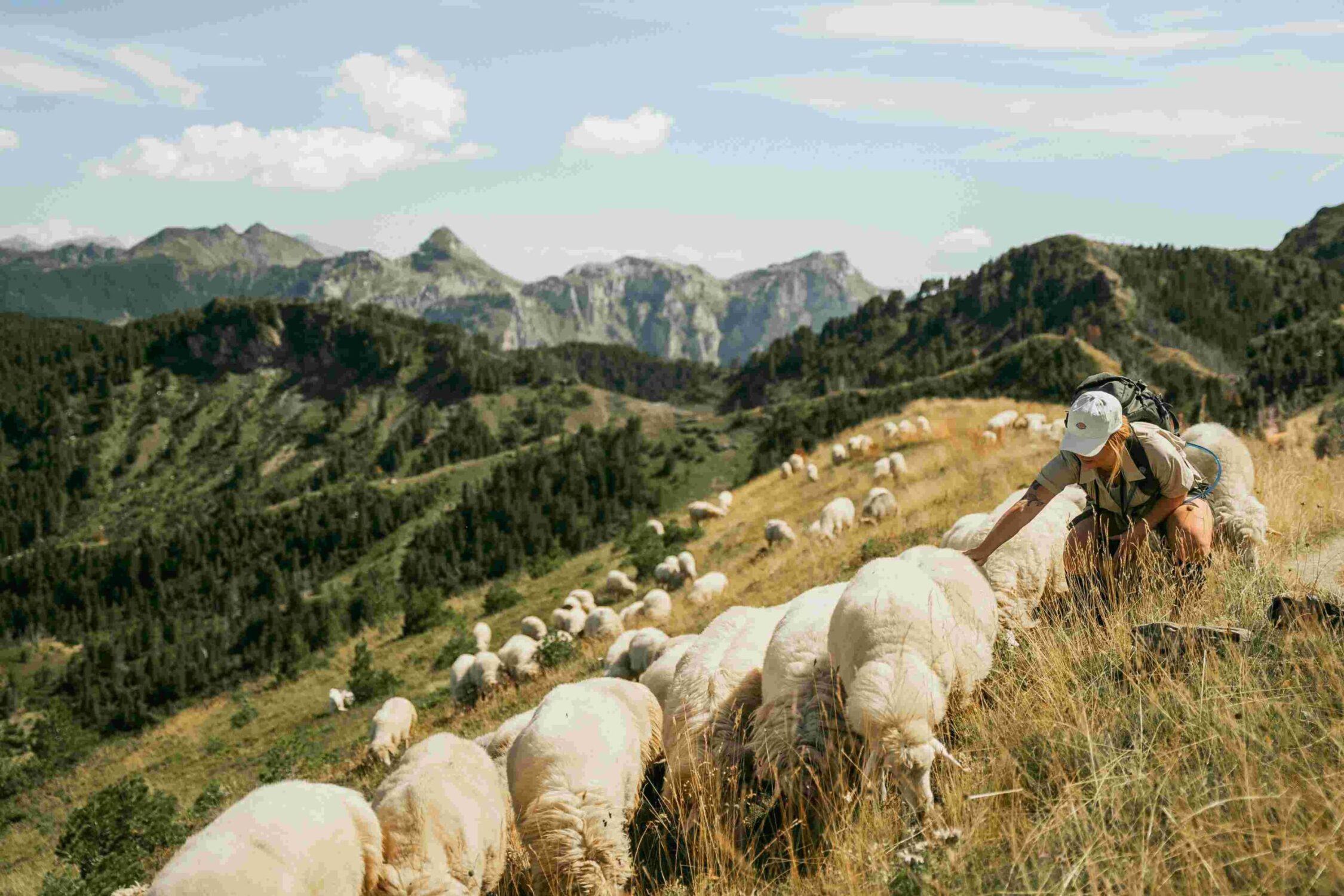 Randonneur qui proche des moutons sur le peaks of the balkans - Balkan Trail